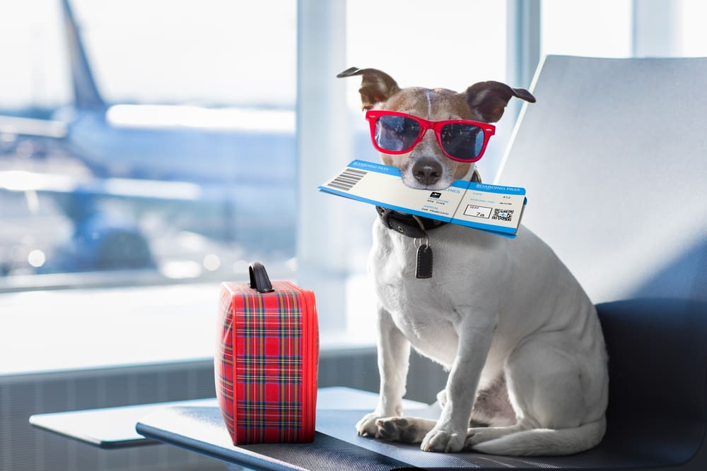Traveling with Your Puppy: A Complete Guide on Tips