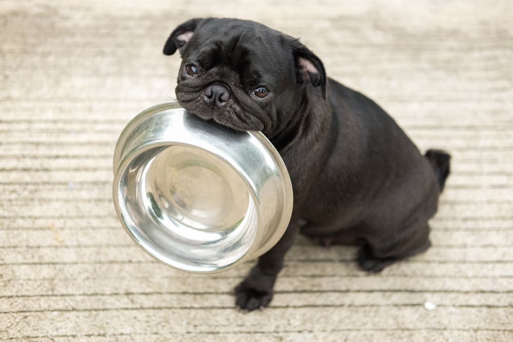 How To Train Your Puppies To Eat Solid Food