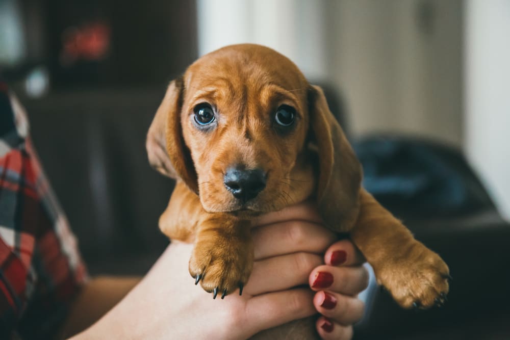How to Help Your Puppy Adjust to Their New Home