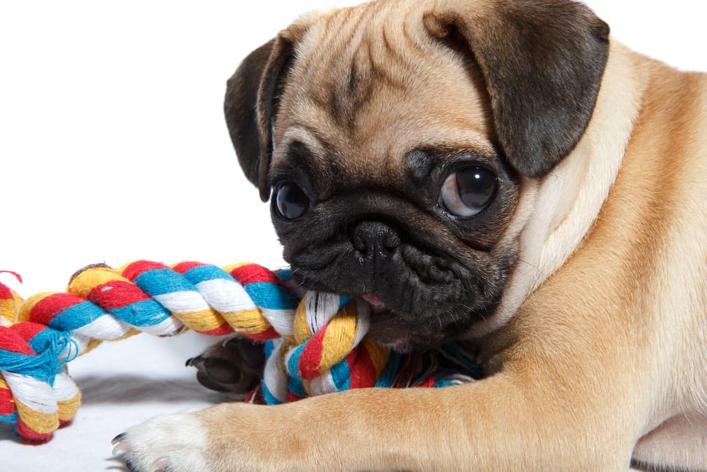 Puppy Teeth Stages: What You Need to Know