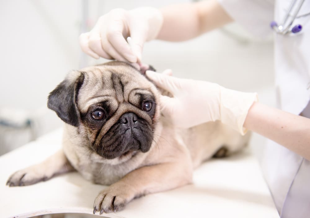 What to Expect During Your Puppy’s First Vet Visit