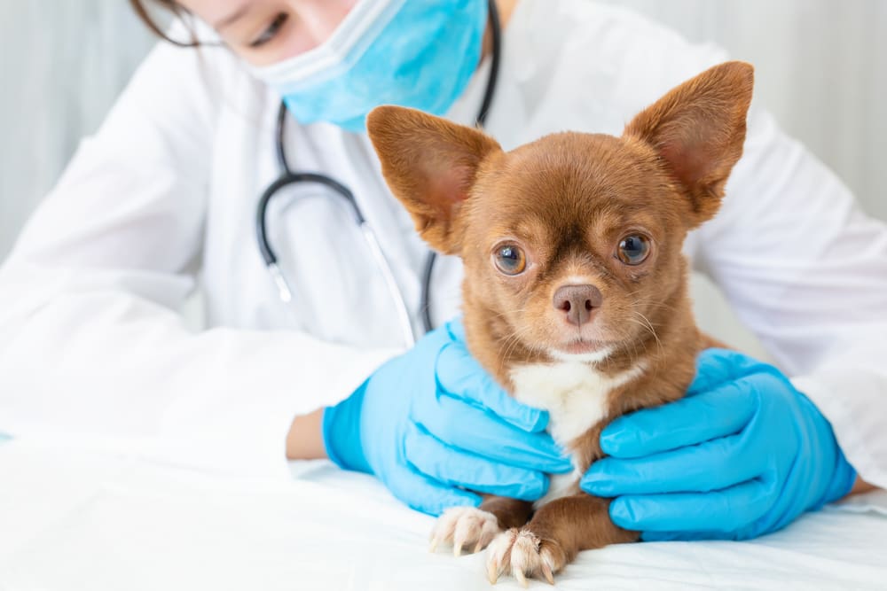 When Do Puppies Need to Be Dewormed?