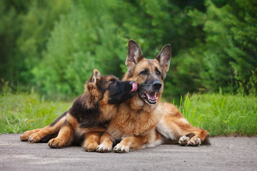 Sexual Maturity in Puppies: What to Expect