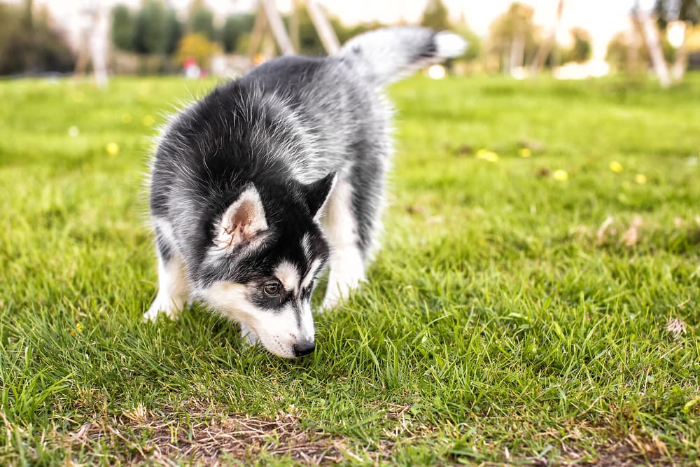 How to Stop Your Puppy’s Territory Marking