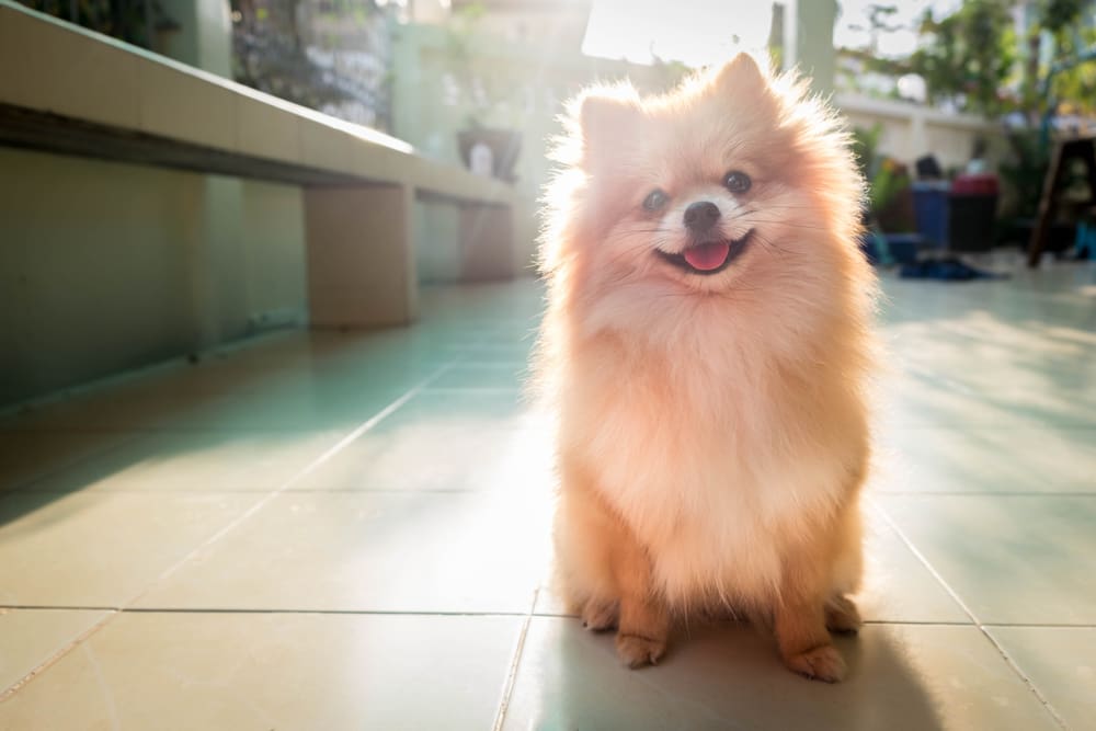 What are a Puppy’s Personality Types?