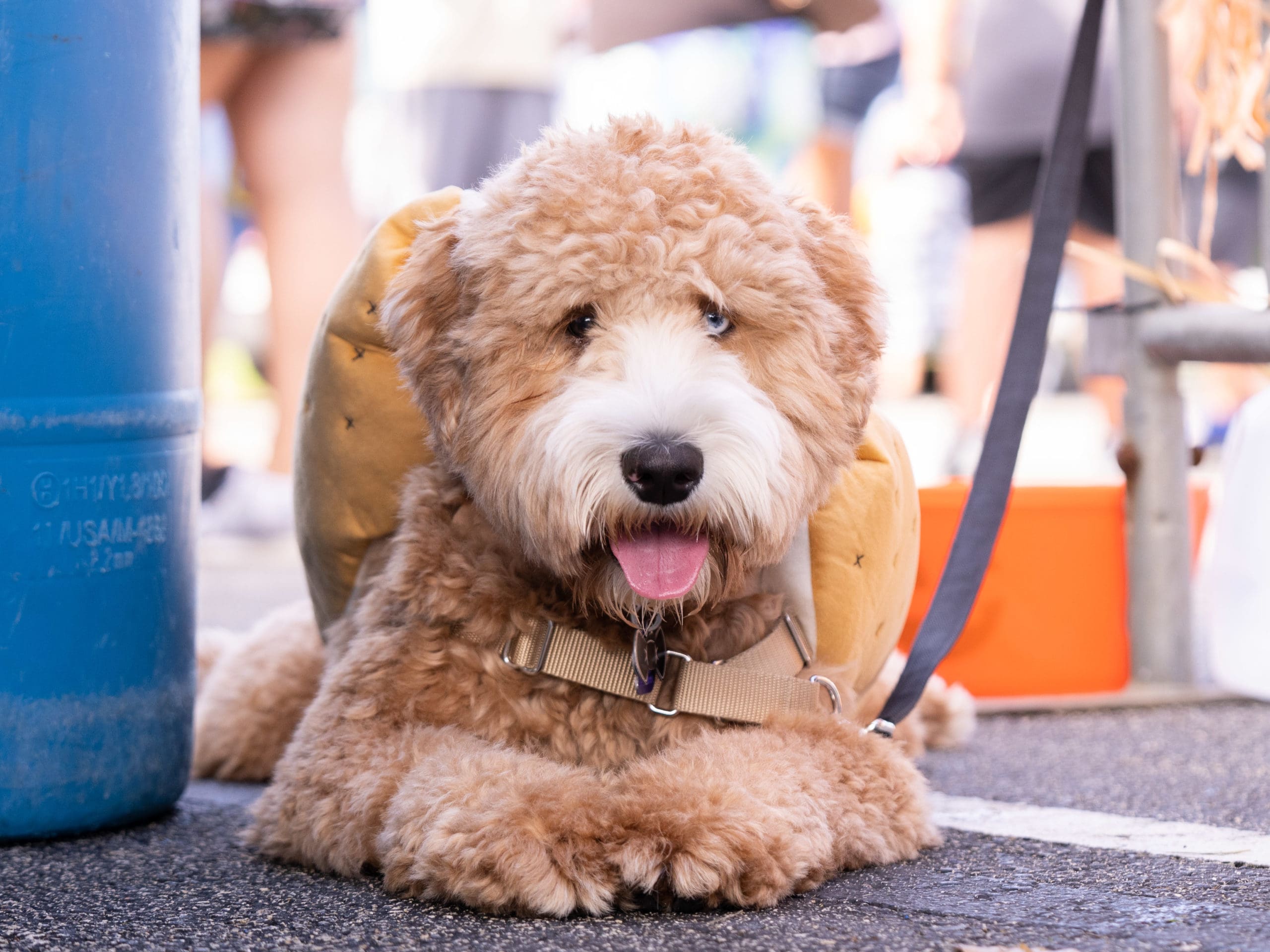 Petland Celebrates at Annual Bow-Wow Ween Event