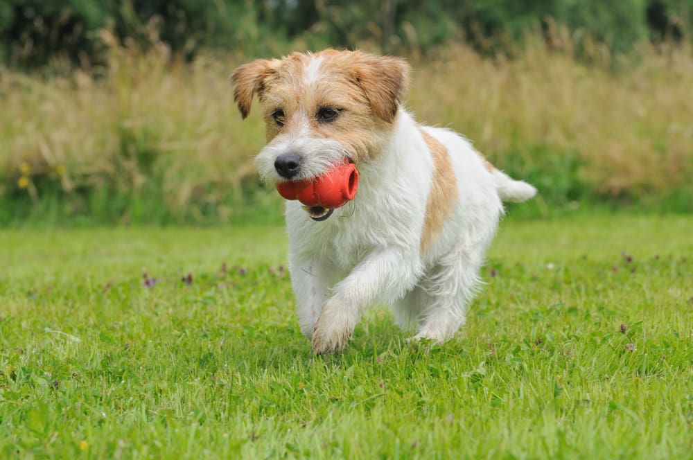 5 Puzzle and Brain Games to Make Your Puppy Smarter