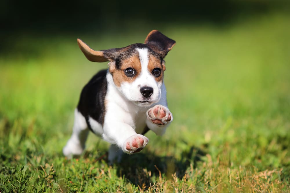 Tips to Tire Your High-Energy Puppy Out