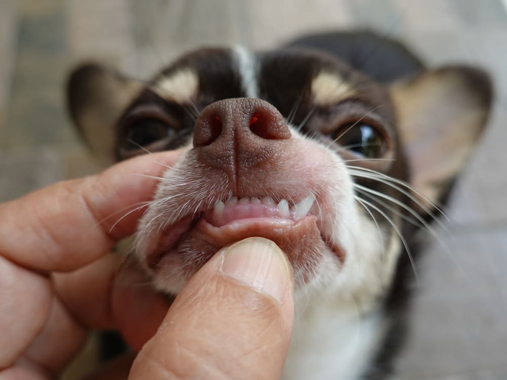 How to Brush Your Puppy’s Teeth