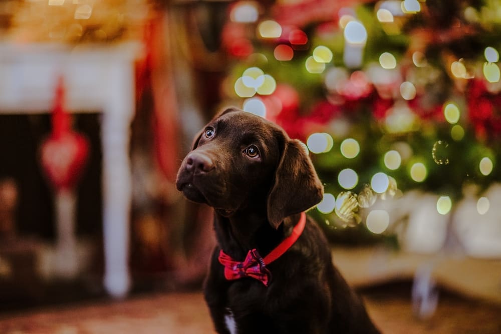 The Best Howl-iday Gifts for Your Puppy