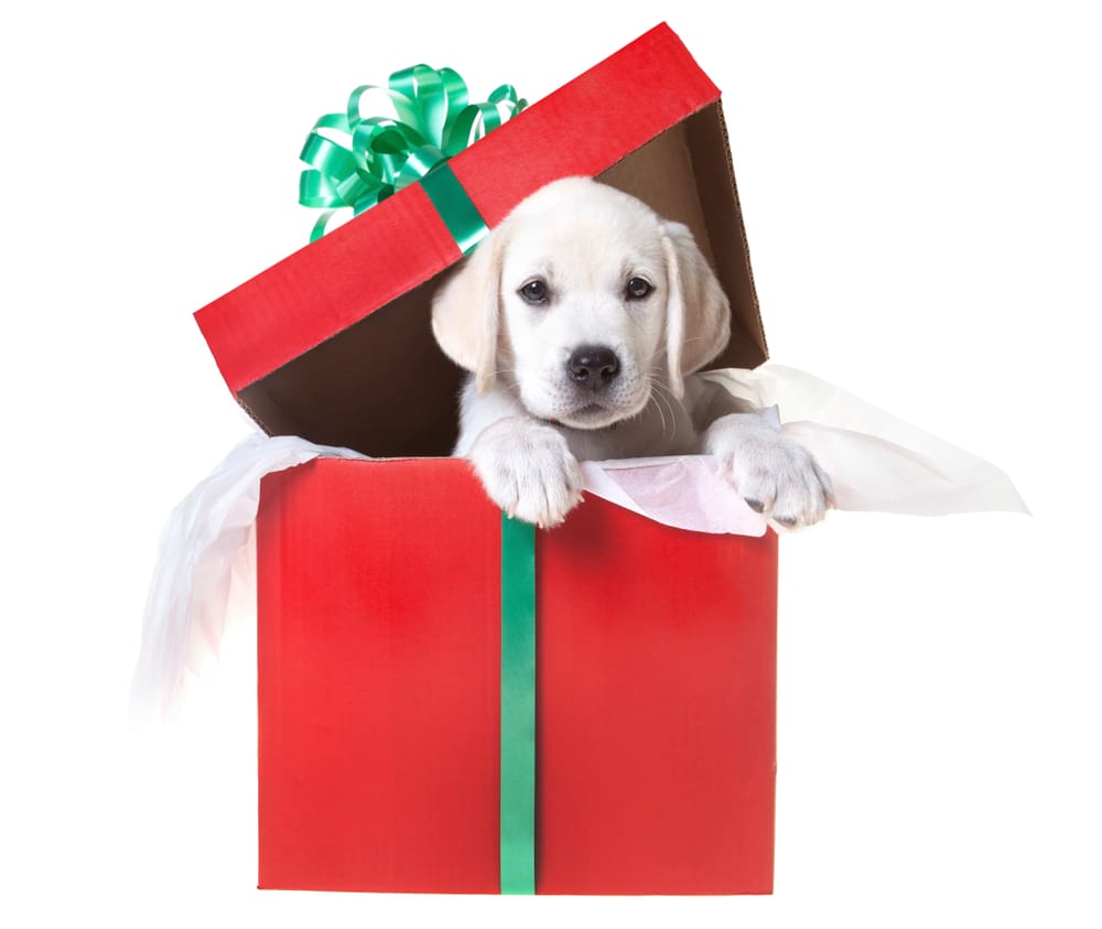 The Best Christmas Puppies For Every Kind of Person