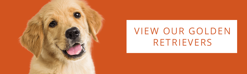 An orange banner with a Golden Retriever and a CTA button that says "View Our Golden Retrievers" from Petland.