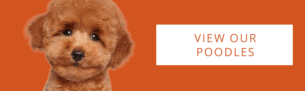 An orange banner of a Poodle puppy and a CTA button that reads "View Our Poodles" at Petland Miami.