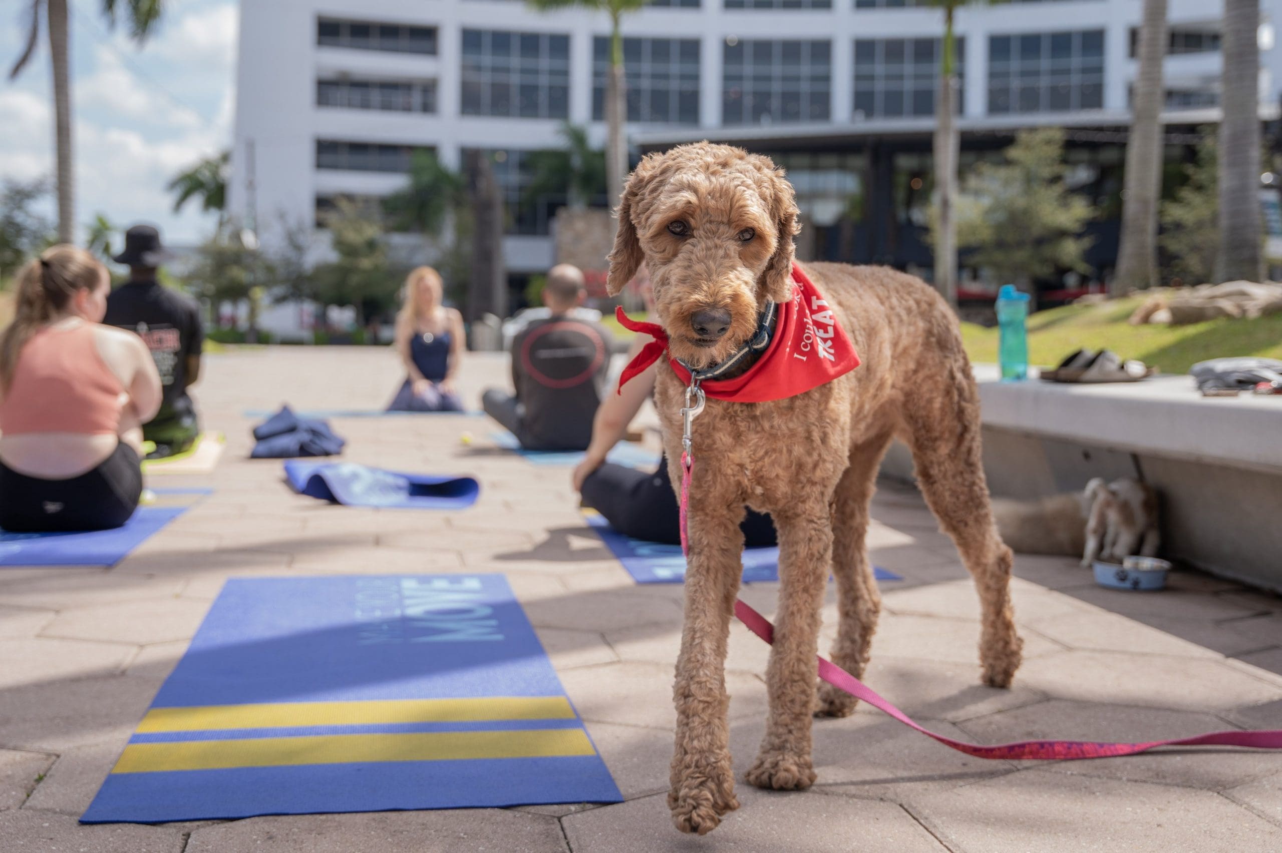 Petland Joins Doral City Place for Doggy Yoga
