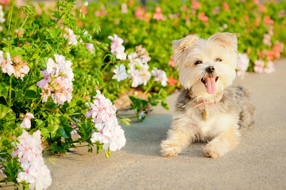 Morkie Poo vs. Morkie: What’s the Difference?