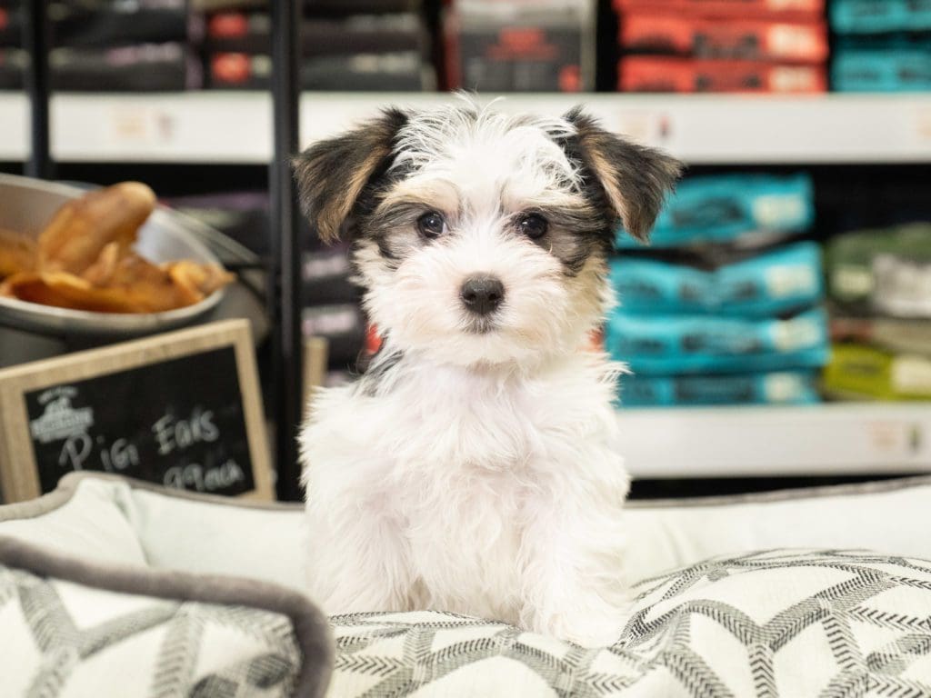 A beautiful Morkie puppy from our available puppies page sitting on a dog bed inside a Petland Miami store.