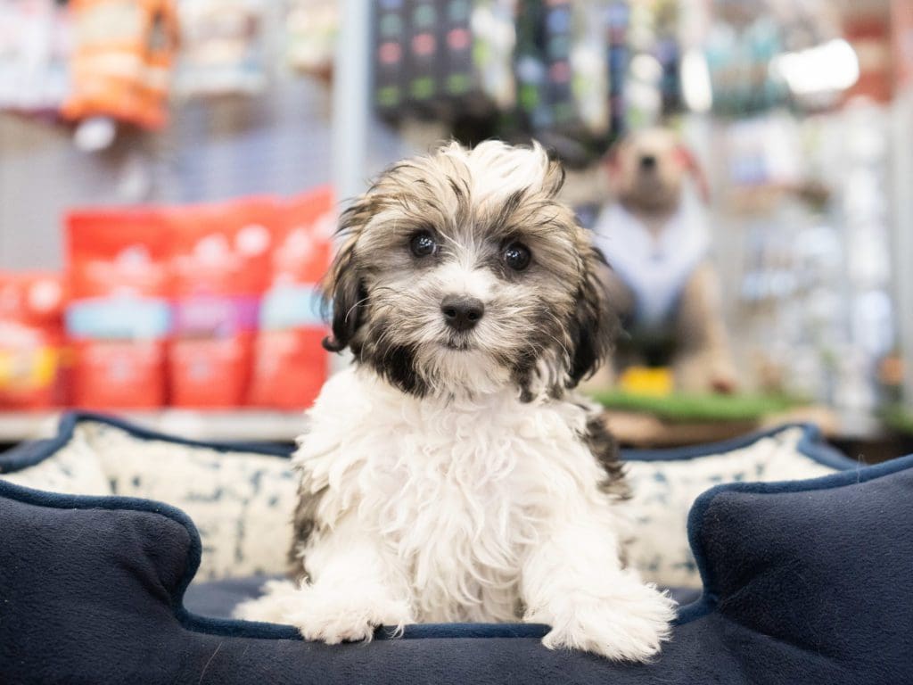 A cute Morkie Poo dog sitting on a dog bed inside a Petland Miami store.