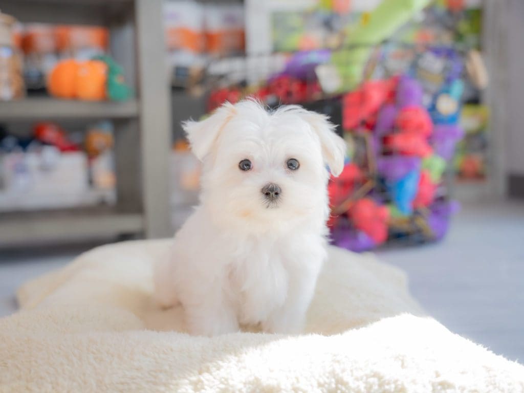 A cute white Morkie Poo puppy sits on a bed inside a Petland Miami store.