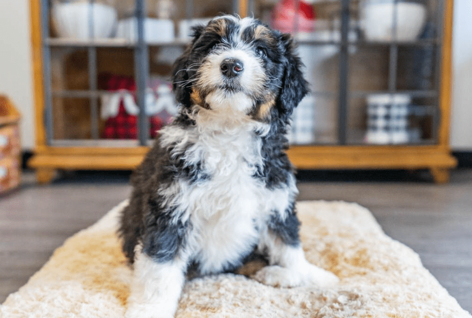 A cute, merle Aussiedoodle sitting on a white rug inside a Petland Miami store.