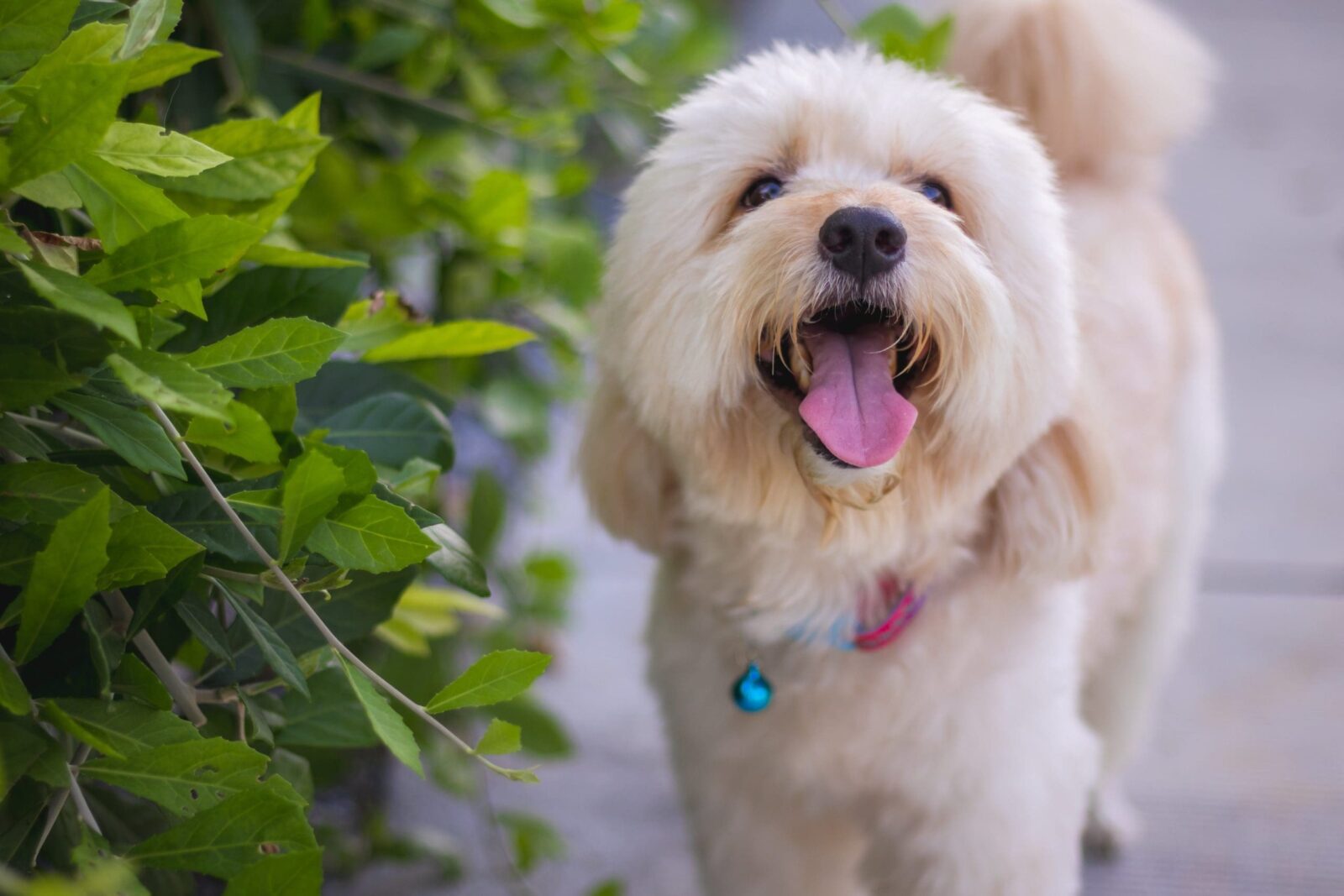 A Guide to Doodle Dog Breeds and Poodle Mixes
