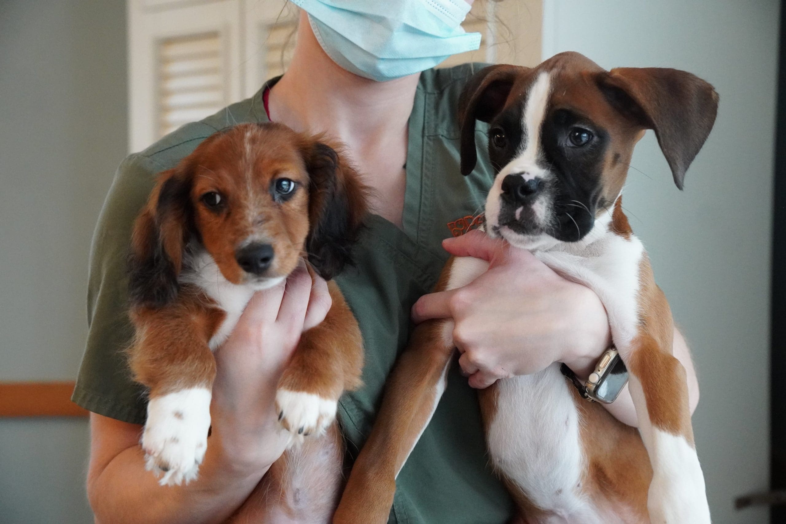 Petland Goes to Sodalis of Largo