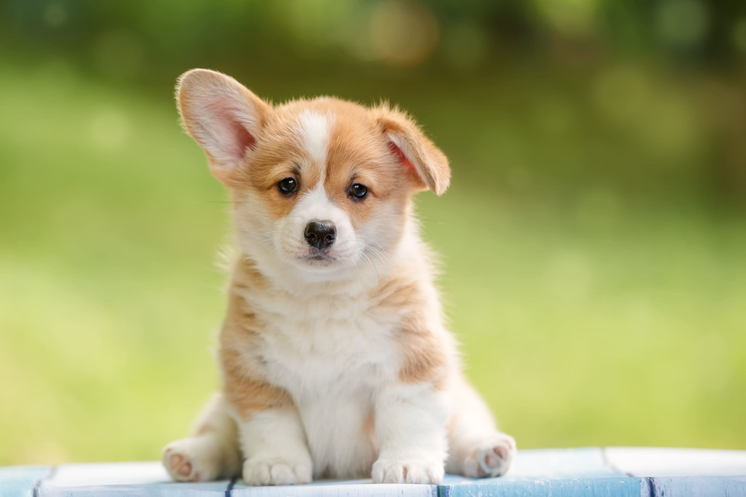 What You Need to Know Before Buying A Puppy