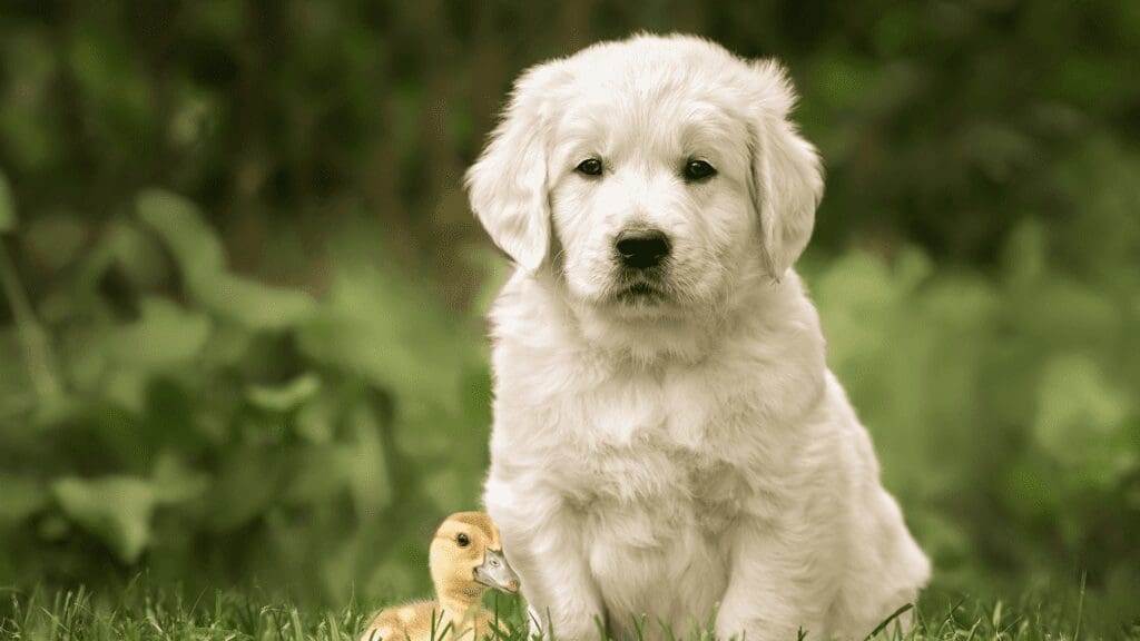 Top 6 Common Questions New Puppy Parents Ask