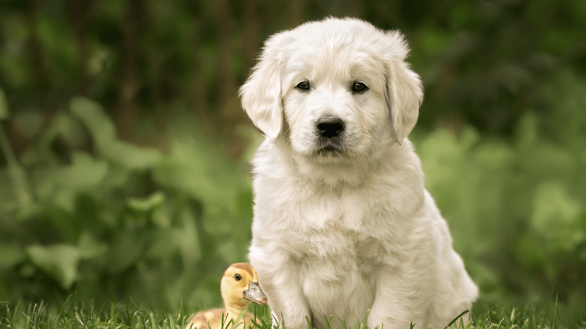 Top 6 Common Questions New Puppy Parents Ask
