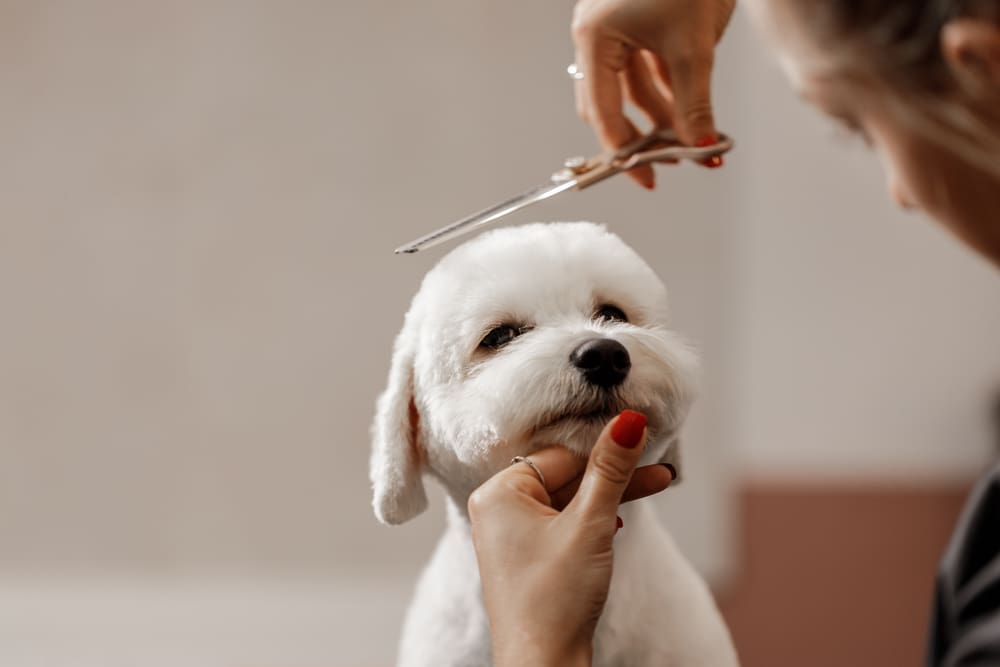 A cute Bichon Frise puppy gets a haircut from their owner.