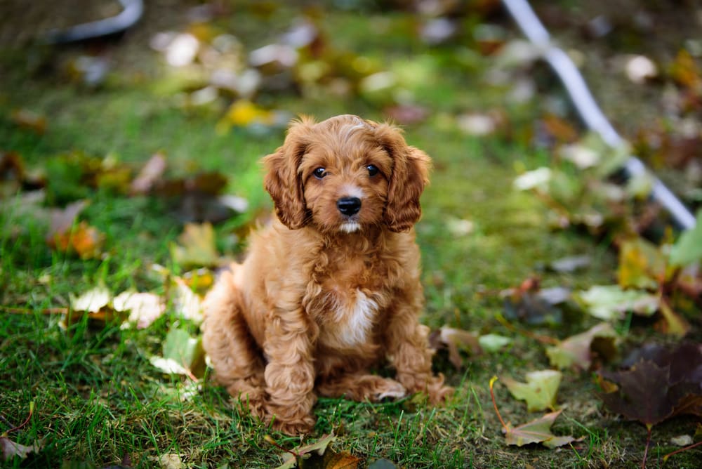 An adorable Cavapoo puppy sits in the middle of a grassy field.