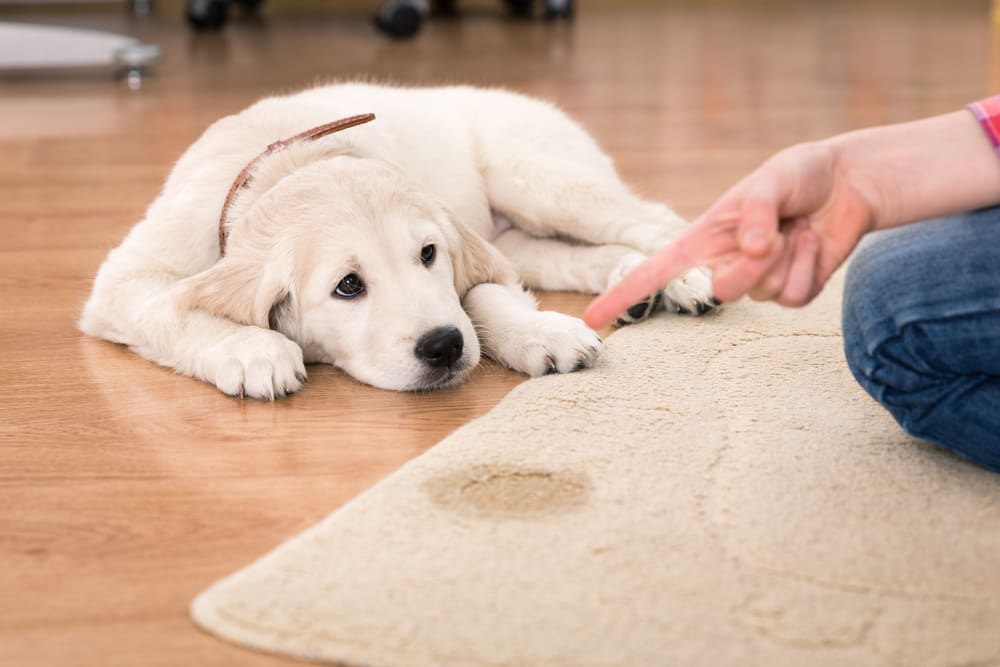 A Labrador Retriever puppy is potty trained by their owner while they lay on the floor near a pee spot. 