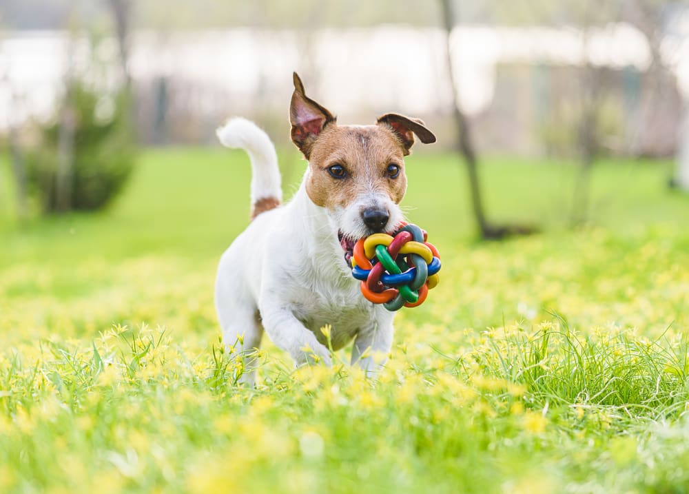 A cute Jack Russell Terrier carries a toy through a grassy field.