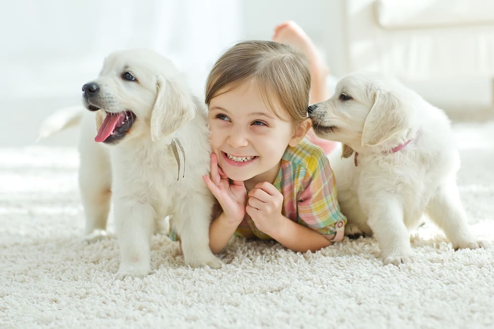 Prepare Your Home for a Puppy