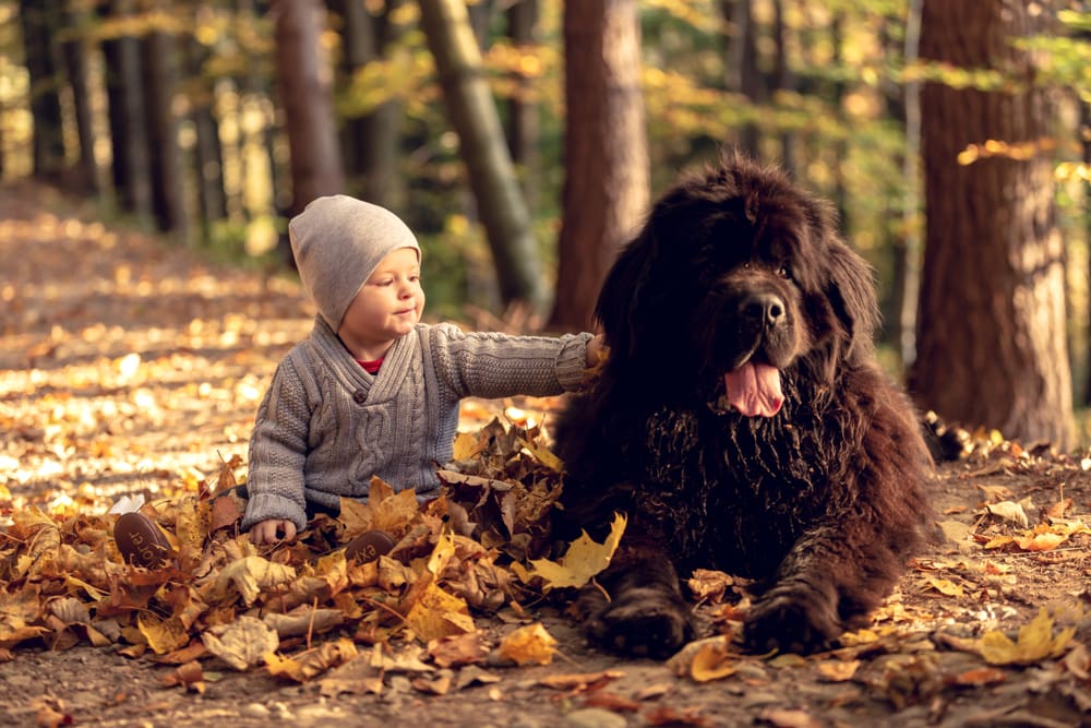 Which Puppy Breeds Are Best For Families?