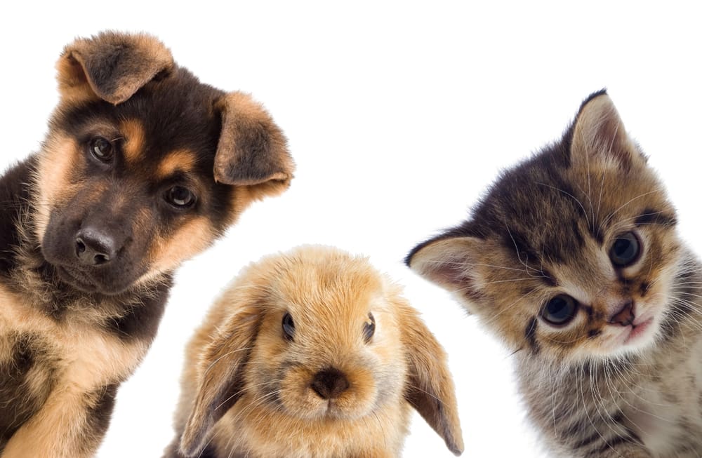 How Do I Know If A Dog Is The Right Pet For Me?