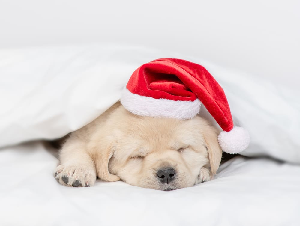 Holiday Fun for Your New Puppy