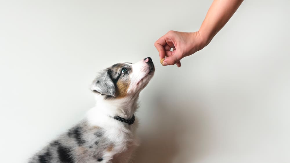 How to Use Treats as Positive Reinforcement