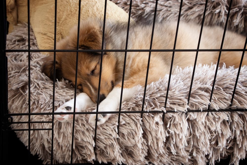 How to Crate Train Your New Puppy to Reduce Crying at Night