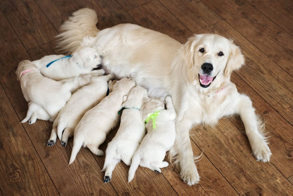 Where Do Our Puppies Come From?