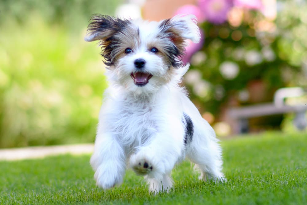 Dealing with a High Energy Puppy