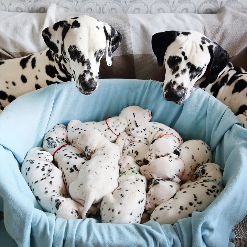 Things to Know Before Buying a Puppy from a Private Seller