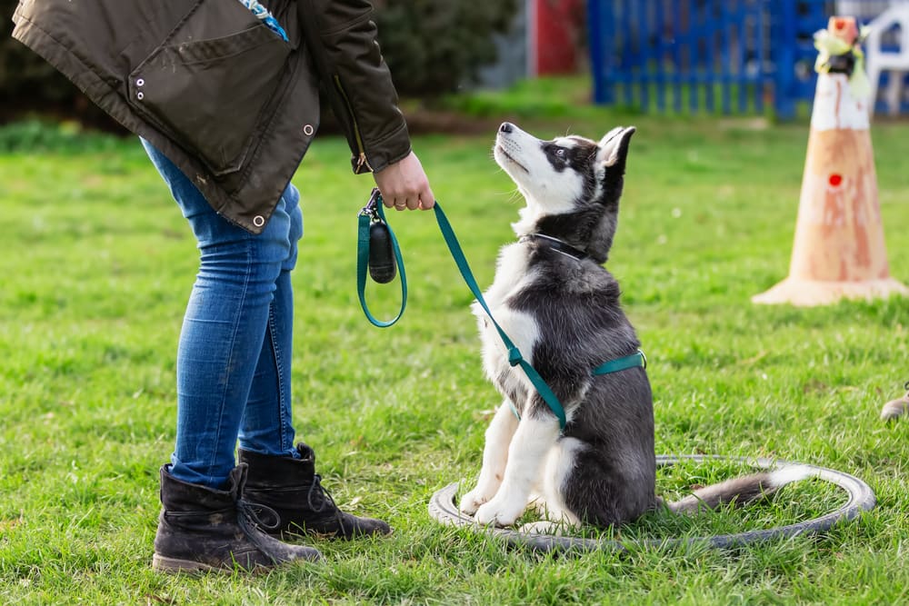 Should You Invest in Puppy Training Classes?