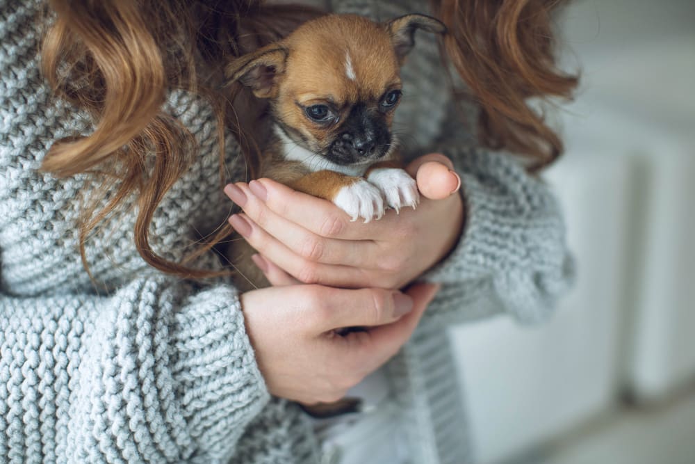 8 Tips for First Time Dog Owners