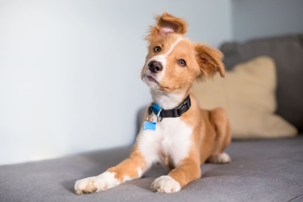 Should You Use a Dog Training Collar on Your Puppy?
