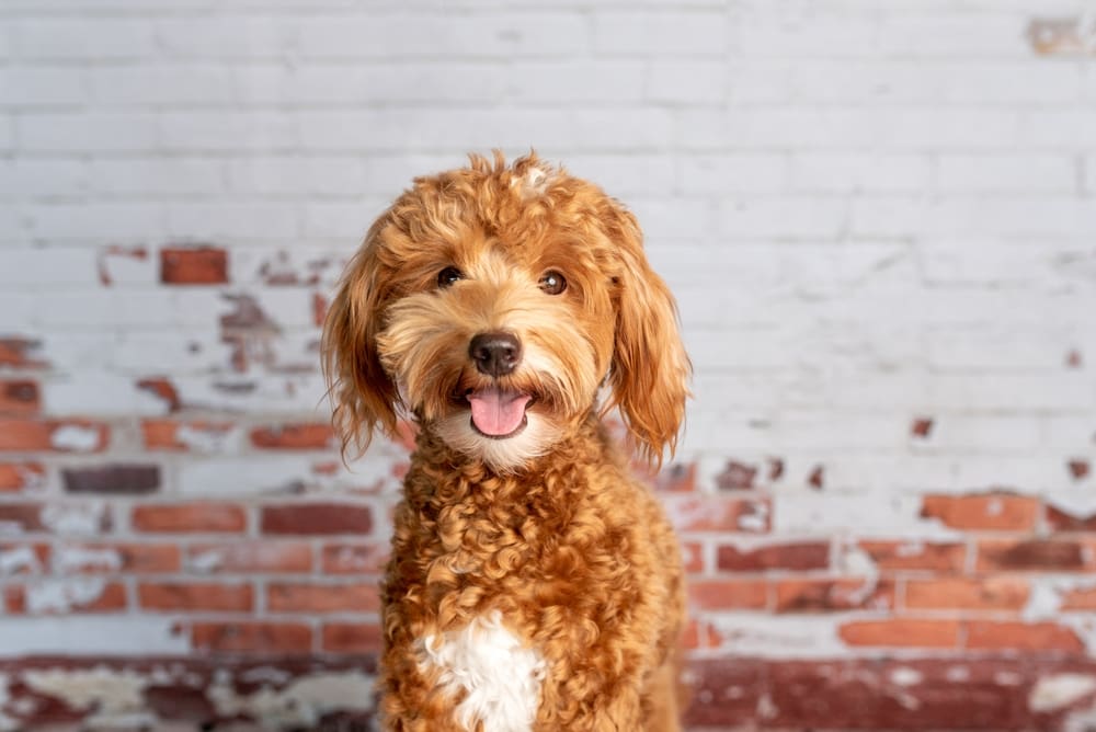 Goldendoodle: A Puppy You’ll Forever Love
