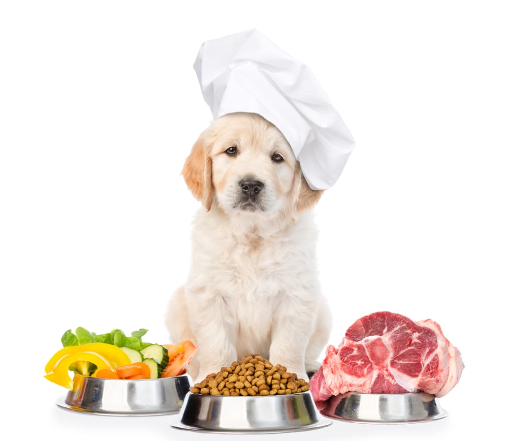 6 Ways to Improve Your Puppy’s Diet