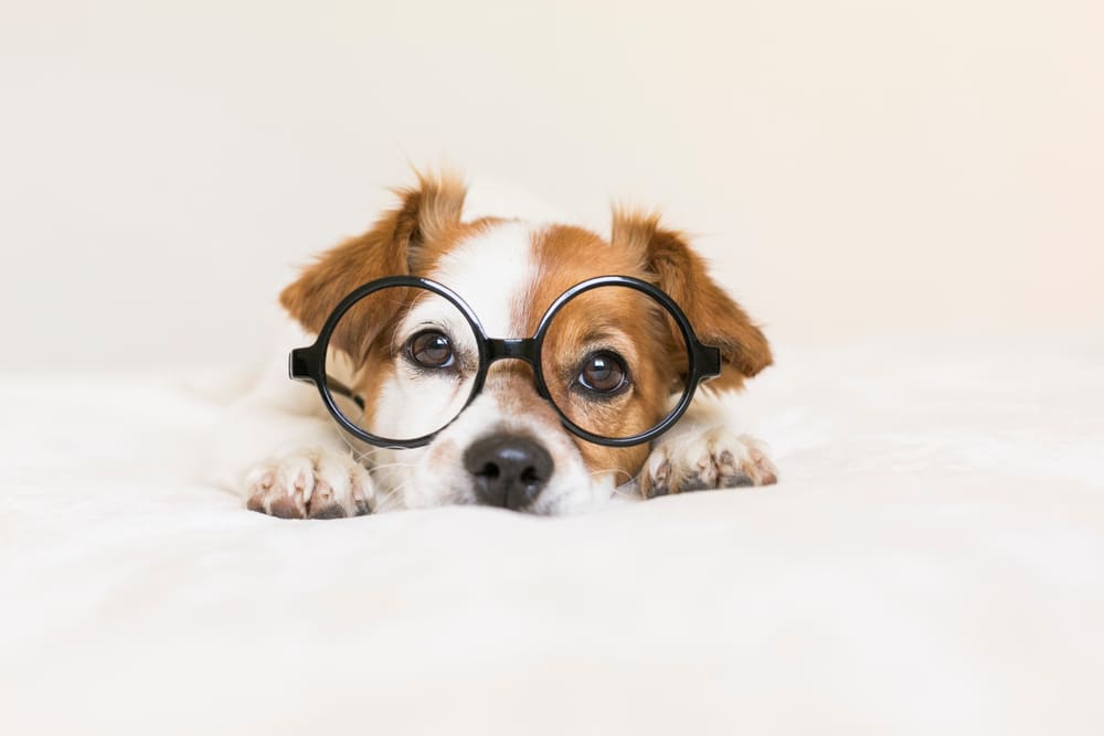 How Do Puppies See the World?