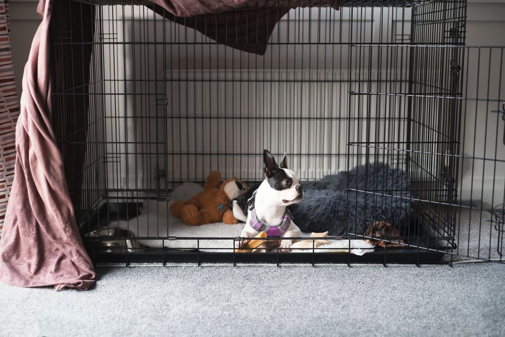 Puppy Crate Training Best Practices