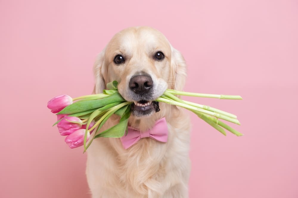 Happy Mother’s Day from Petland Miami