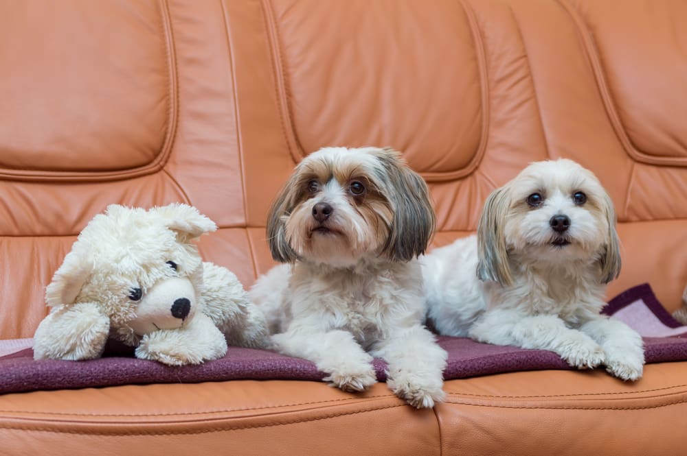 8 Best Indoor Dog Breeds